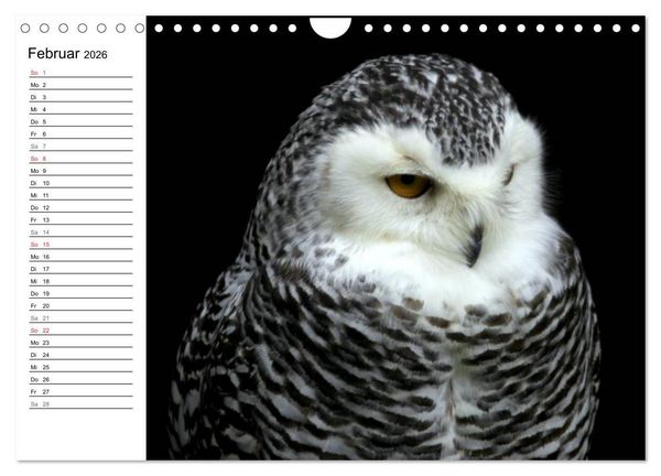 Produktbild: Greifv&ouml;gel, Eulen und K&auml;uze (Wandkalender 2026 DIN A4 quer), CALVENDO Monatskalender