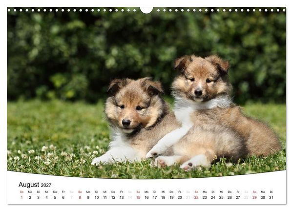 Produktbild: Welpen - Puppies (Wandkalender 2027 DIN A3 quer), CALVENDO Monatskalender