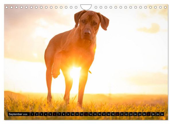 Produktbild: Ridgeback King (Wandkalender 2026 DIN A4 quer), CALVENDO Monatskalender