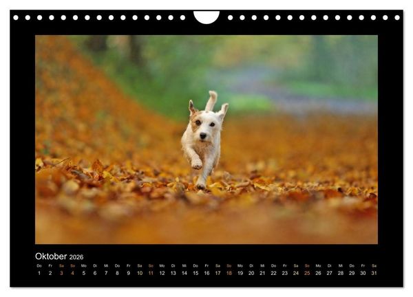 Produktbild: Die Parsons (Wandkalender 2026 DIN A4 quer), CALVENDO Monatskalender