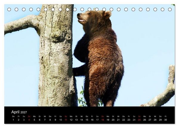 Produktbild: B&auml;ren im Nationalpark Bayerischer Wald (Tischkalender 2027 DIN A5 quer), CALVENDO Monatskalender