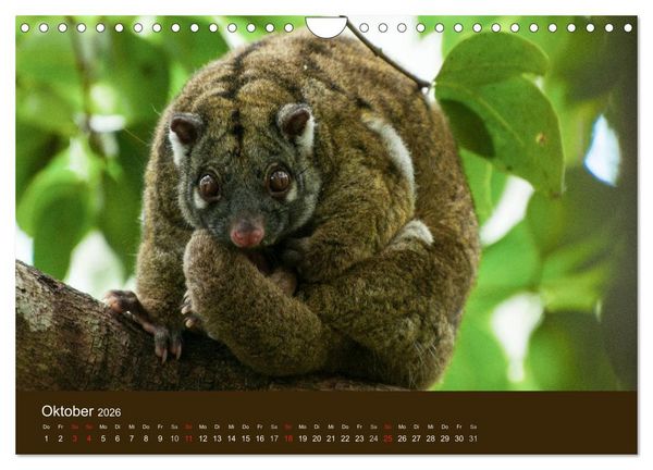 Produktbild: Beuteltiere Australiens (Wandkalender 2026 DIN A4 quer), CALVENDO Monatskalender