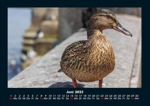 Produktbild: Enten 2025 Fotokalender DIN A4