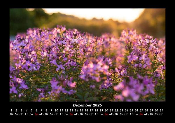 Produktbild: Blumentr&auml;ume 2026 Fotokalender DIN A3