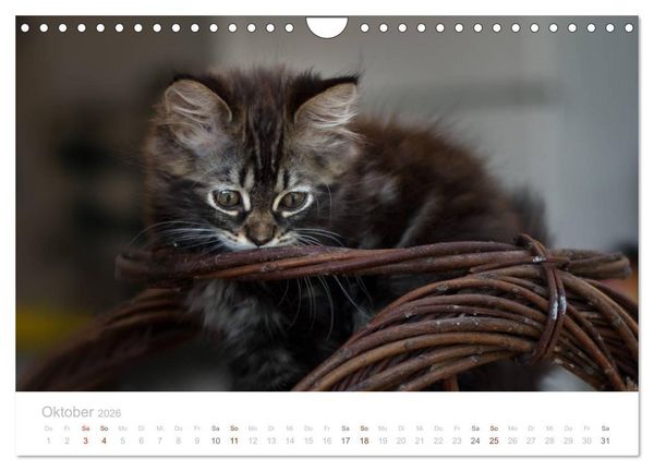 Produktbild: Katzenbabys beobachtet (Wandkalender 2026 DIN A4 quer), CALVENDO Monatskalender