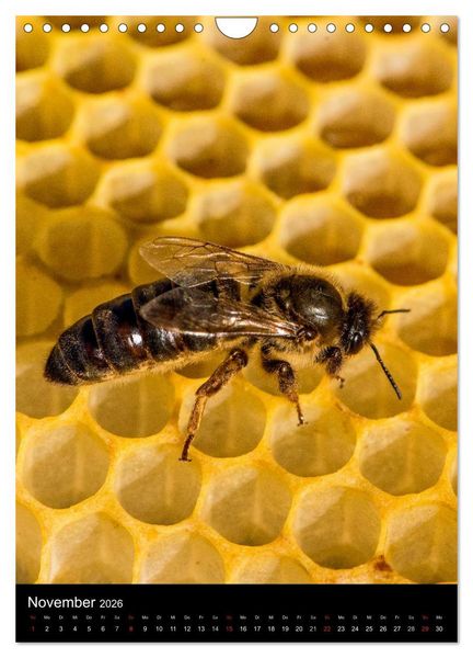 Produktbild: Bienenkalender (Wandkalender 2026 DIN A4 hoch), CALVENDO Monatskalender