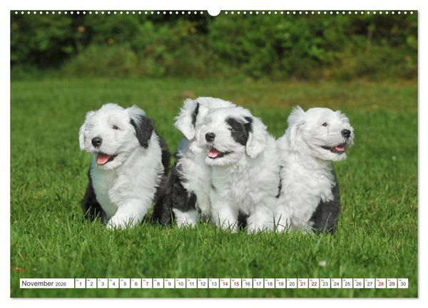 Produktbild: In der Kinderstube bei Familie Bobtail (Wandkalender 2026 DIN A2 quer), CALVENDO Monatskalender