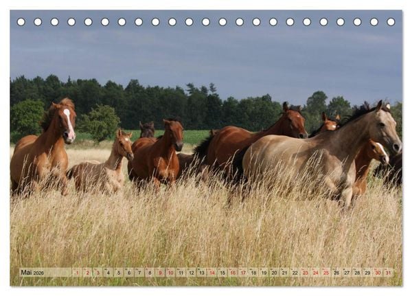 Produktbild: Quarter Horses - Die gr&ouml;&szlig;te Zuchtbuchrasse der Welt (Tischkalender 2026 DIN A5 quer), CALVENDO Monatskalender