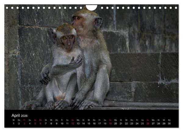 Produktbild: Affentheater (Wandkalender 2026 DIN A4 quer), CALVENDO Monatskalender