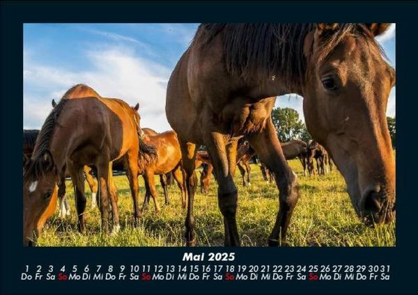 Produktbild: Pferde Kalender 2025 Fotokalender DIN A5
