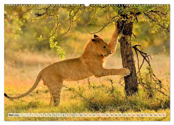 Produktbild: Faszination Afrika: L&ouml;wen (Wandkalender 2026 DIN A2 quer), CALVENDO Monatskalender