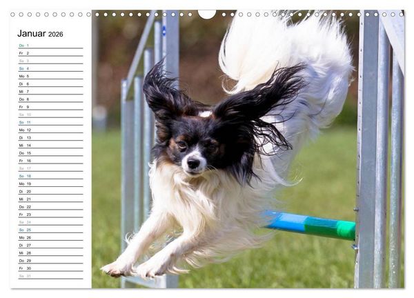 Produktbild: Agility - Sport und Spass (Wandkalender 2026 DIN A3 quer), CALVENDO Monatskalender