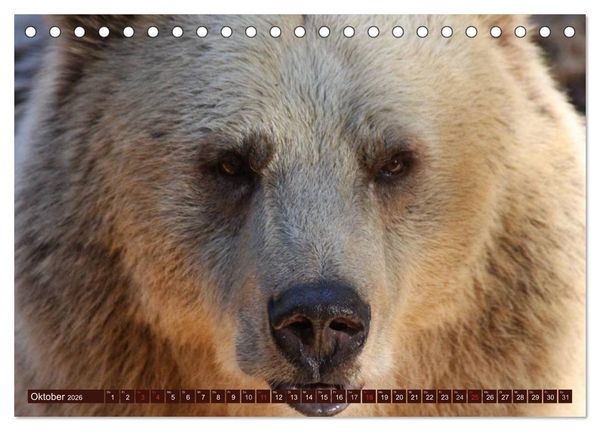 Produktbild: B&auml;ren (Tischkalender 2026 DIN A5 quer), CALVENDO Monatskalender