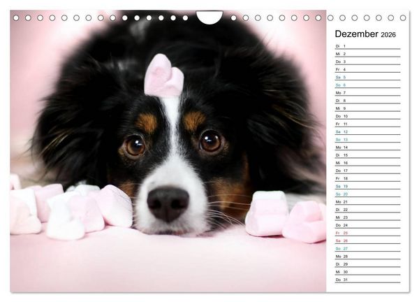 Produktbild: Australian Shepherd Tri Color (Wandkalender 2026 DIN A4 quer), CALVENDO Monatskalender