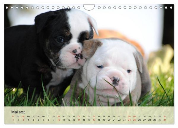 Produktbild: Bulldoggen-Kindergarten (Wandkalender 2026 DIN A4 quer), CALVENDO Monatskalender