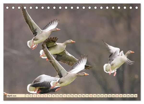 Produktbild: Heimische V&ouml;gel - Im Wald, im Garten und auf der Wiese (Tischkalender 2026 DIN A5 quer), CALVENDO Monatskalender