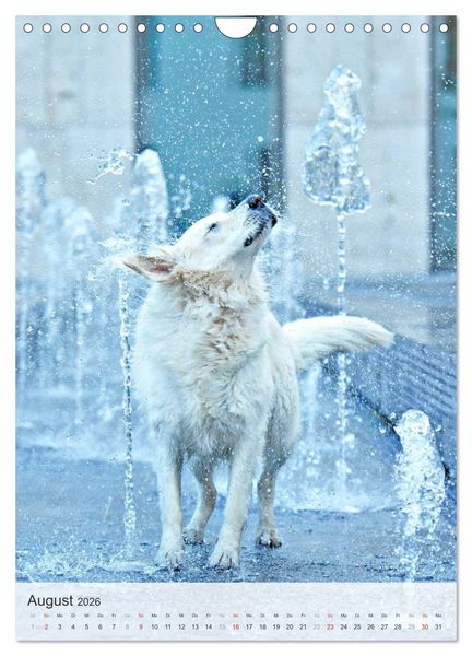 Produktbild: Hundepers&ouml;nlichkeiten (Wandkalender 2026 DIN A4 hoch), CALVENDO Monatskalender