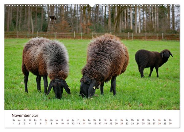 Produktbild: Sch&ouml;ne Schafe (Wandkalender 2026 DIN A2 quer), CALVENDO Monatskalender