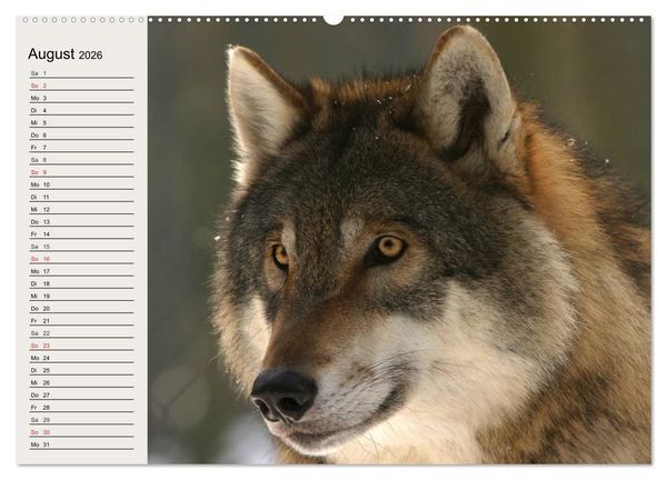 Produktbild: W&ouml;lfe. Verwegene Anmut (hochwertiger Premium Wandkalender 2026 DIN A2 quer), Kunstdruck in Hochglanz