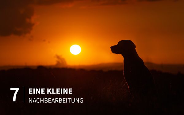Produktbild: Hunde fotografieren - Kreative Bilder mit "Wau-Effekt"