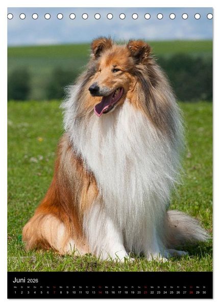 Produktbild: Collie 2026 (Tischkalender 2026 DIN A5 hoch), CALVENDO Monatskalender