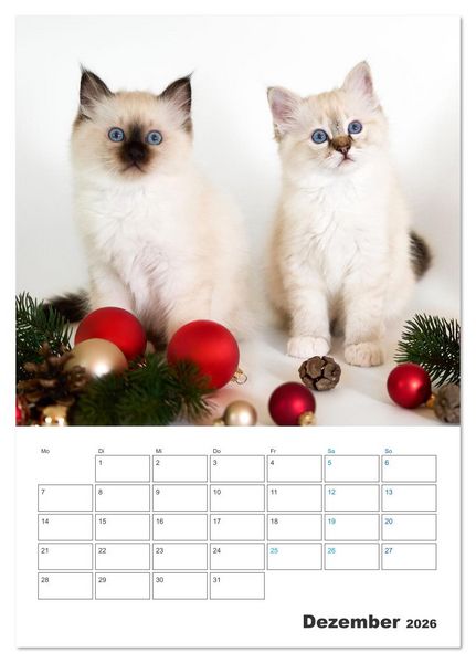 Produktbild: Heilige Birma Kitten Kalender mit Planer (Tischkalender 2026 DIN A5 hoch), CALVENDO Monatskalender
