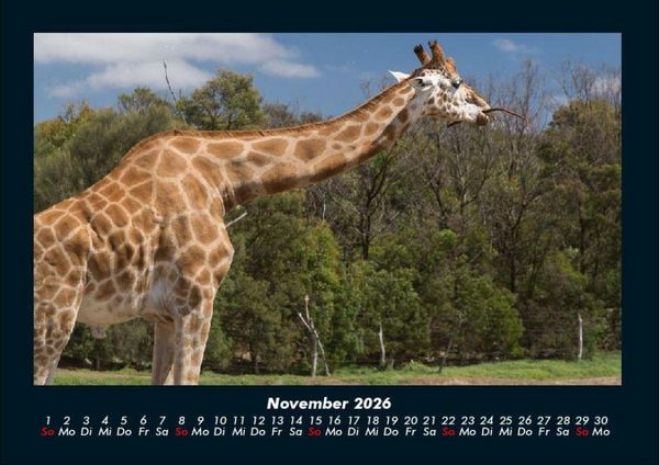 Produktbild: Giraffen 2026 Fotokalender DIN A4
