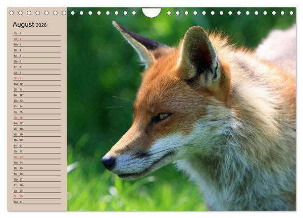 Produktbild: Der Fuchs. Bezaubernder Geselle (Wandkalender 2026 DIN A4 quer), CALVENDO Monatskalender