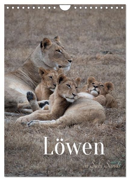 Löwen in Sabi Sands (Wandkalender 2026 DIN A4 hoch), CALVENDO Monatskalender
