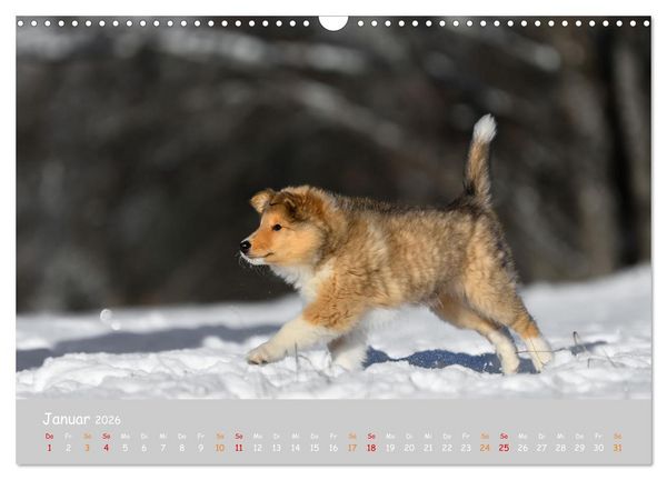 Produktbild: Collie Welpen im Schnee (Wandkalender 2026 DIN A3 quer), CALVENDO Monatskalender