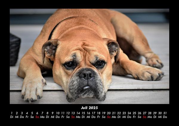 Produktbild: Hundezauber 2025 Fotokalender DIN A3