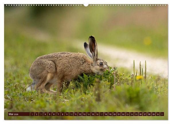 Produktbild: Zauberhafte Wesen - Reineke Fuchs und Meister Lampe (hochwertiger Premium Wandkalender 2026 DIN A2 quer), Kunstdruck in Hochglanz