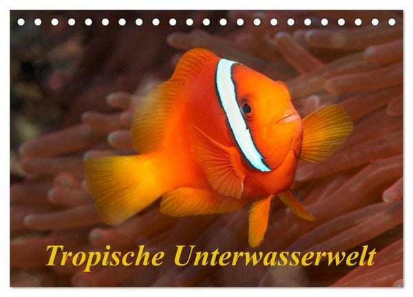Produktbild: Tropische Unterwasserwelt (Tischkalender 2026 DIN A5 quer), CALVENDO Monatskalender