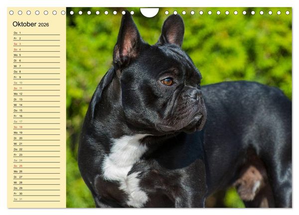 Produktbild: Franz&ouml;sische Bulldogge - Clown auf 4 Pfoten (Wandkalender 2026 DIN A4 quer), CALVENDO Monatskalender