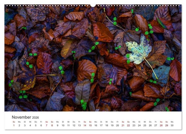 Produktbild: B&auml;ume - Gelebtes Leben (hochwertiger Premium Wandkalender 2026 DIN A2 quer), Kunstdruck in Hochglanz