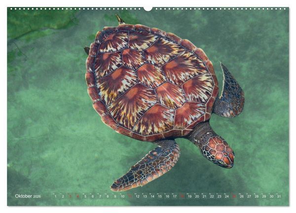 Produktbild: Sansibar - Impressionen von Rolf Dietz (Wandkalender 2026 DIN A2 quer), CALVENDO Monatskalender