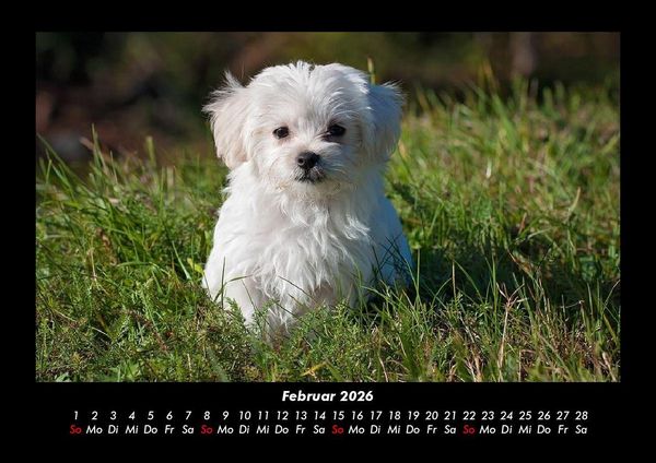 Produktbild: Welpen 2026 Fotokalender DIN A3