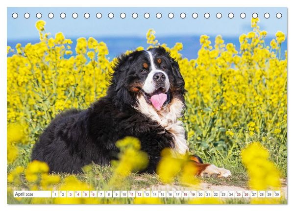 Produktbild: Berner Sennenhund - Ein Freund auf vier Pfoten (Tischkalender 2026 DIN A5 quer), CALVENDO Monatskalender