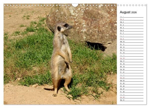 Produktbild: Erdm&auml;nnchen - Die Kobolde im Tierreich (Wandkalender 2026 DIN A3 quer), CALVENDO Monatskalender