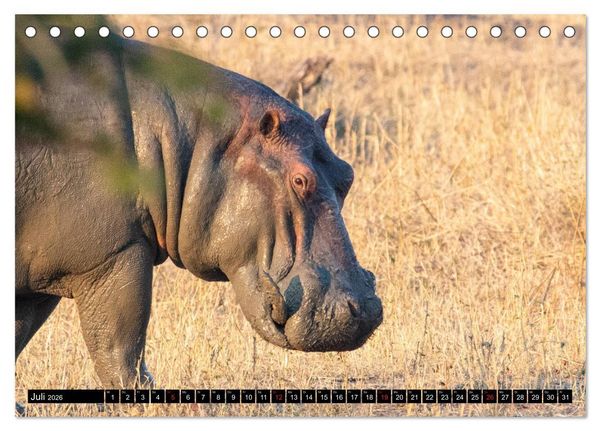 Produktbild: Hippos im s&uuml;dlichen Afrika (Tischkalender 2026 DIN A5 quer), CALVENDO Monatskalender