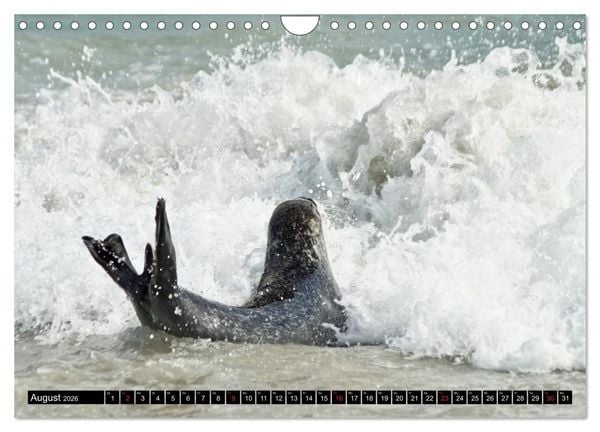 Produktbild: Robben an der Nordsee (Wandkalender 2026 DIN A4 quer), CALVENDO Monatskalender