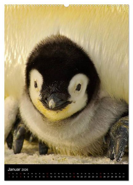 Produktbild: Pinguine - Wackeln im Thermo-Frack (Wandkalender 2026 DIN A2 hoch), CALVENDO Monatskalender