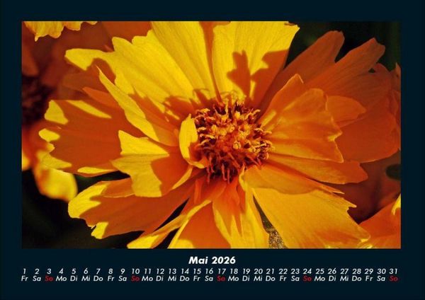 Produktbild: Blumentr&auml;ume 2026 Fotokalender DIN A4