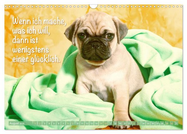 Produktbild: Mopsala: Vom Gl&uuml;ck, ein Mops zu sein (Wandkalender 2026 DIN A3 quer), CALVENDO Monatskalender