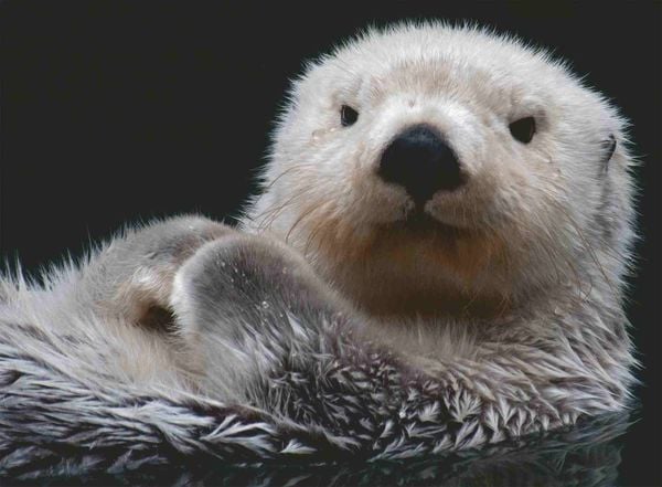Produktbild: Erwachsenenpuzzle 500 Teile - S&uuml;&szlig;er kleiner Otter