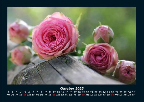 Produktbild: Rosentraum 2025 Fotokalender DIN A4