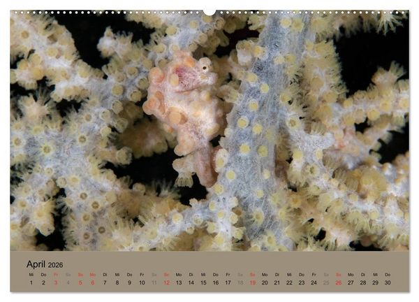 Produktbild: Meerestiere unter der Lupe - Unterwasserkalender (hochwertiger Premium Wandkalender 2026 DIN A2 quer), Kunstdruck in Hochglanz