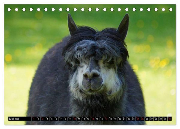 Produktbild: Lama und Alpaka (Tischkalender 2026 DIN A5 quer), CALVENDO Monatskalender