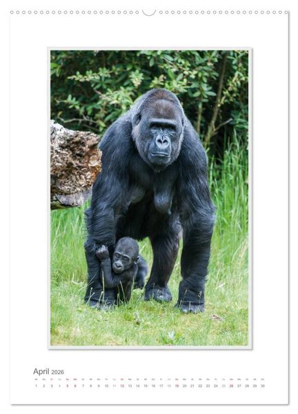 Produktbild: Emotionale Momente: Aus dem Leben der Familie Gorilla. (hochwertiger Premium Wandkalender 2026 DIN A2 hoch), Kunstdruck in Hochglanz