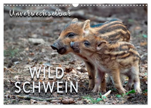 Produktbild: Unverwechselbar - Wildschwein (Wandkalender 2026 DIN A3 quer), CALVENDO Monatskalender